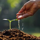 Farmer's,Hand,Watering,A,Young,Plant Year 3 Agriculture Lesson Planners for SHS | NaCCA Aligned